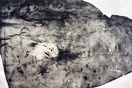 Paloma VI (2007) -