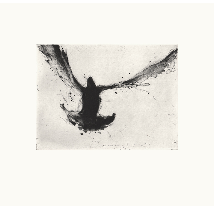 Paloma IV (2007)