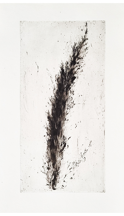 Cyprès (2006)