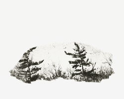 Pine Trees / Pins / Pinos, 2020