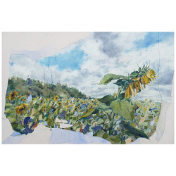 Sunflowers / Tournesols / Girasoles (2024)
