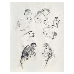Study of monkeys / Etude de singes / Bosquejo de monos (1987)